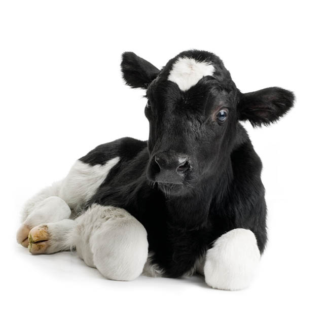 calf in front of a white background