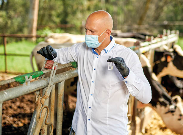 Veterinarian at farm cattle takes analyzes 