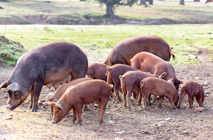 Iberian pigs grazing in a farm in the countryside of Extremadura