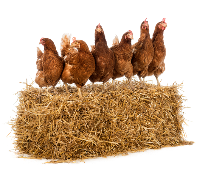 Row of hen standing on a straw bale in front of white background