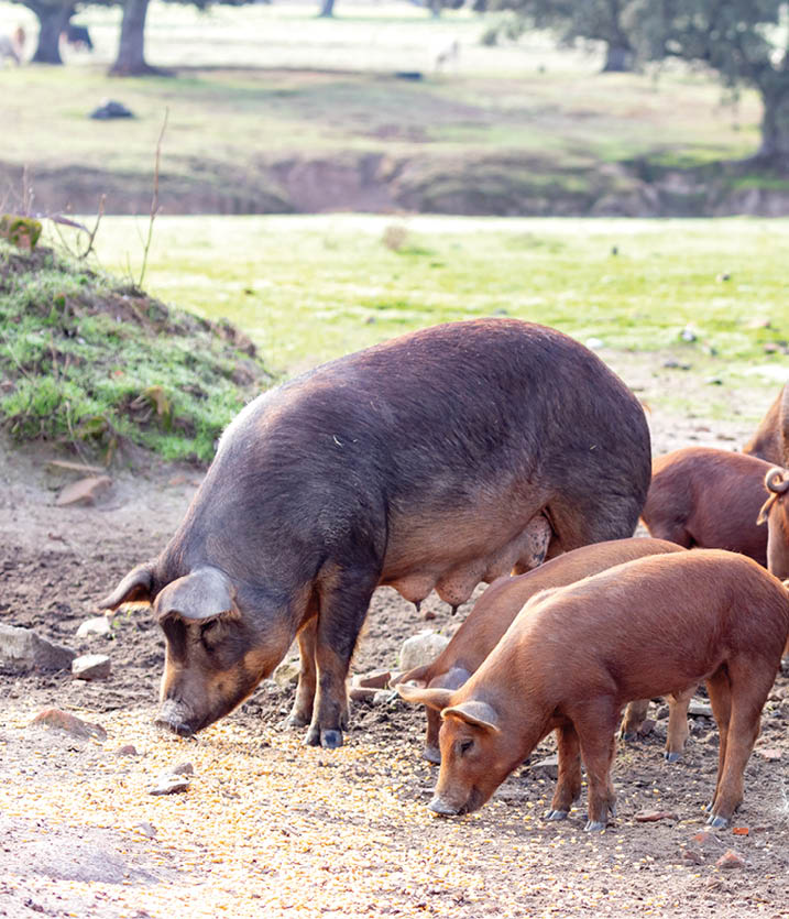Iberian pigs grazing in a farm in the countryside of Extremadura