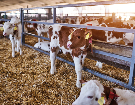 Young calf in a nursery for cows in a dairy farm  Newborn animal close up