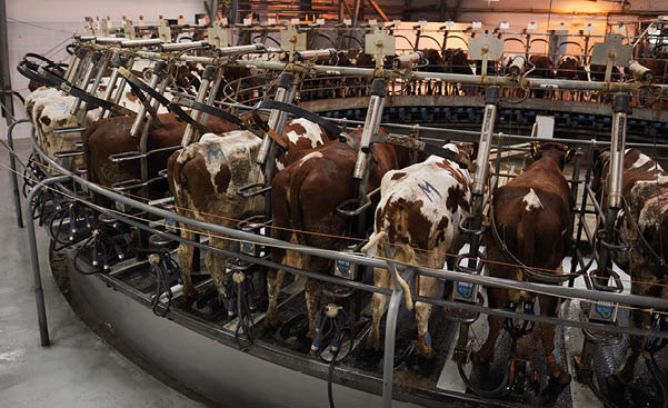 High angle background image of cows in milking machine at industrial dairy farm, copy space