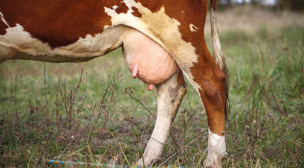Cow udder close-up on a background of greenery 