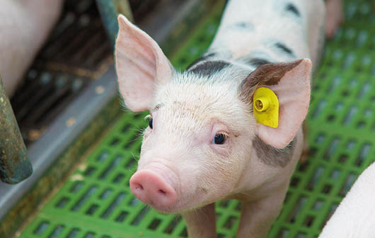 Pink pigs on the farm  Swine at the farm  Meat industry  Pig farming to meet the growing demand for meat 