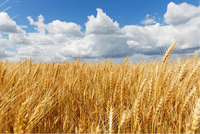 A beautiful shot of a whet field with a cloudy sky in the background at daytime