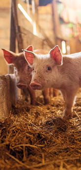 A small piglet in the farm  Swine in a stall  Shallow depth of field 