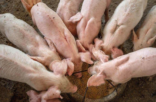 Piglets are scrambling to eat food in a pig farm 