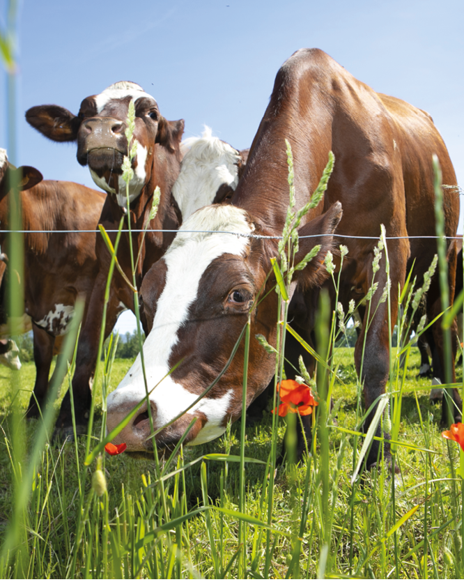 A herd of cows producing milk for Gruyere cheese in France in the spring