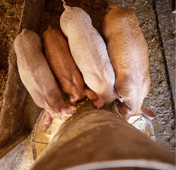 A small piglet in the farm eating  Swine in a stall  Group of pig in the countryside farm  