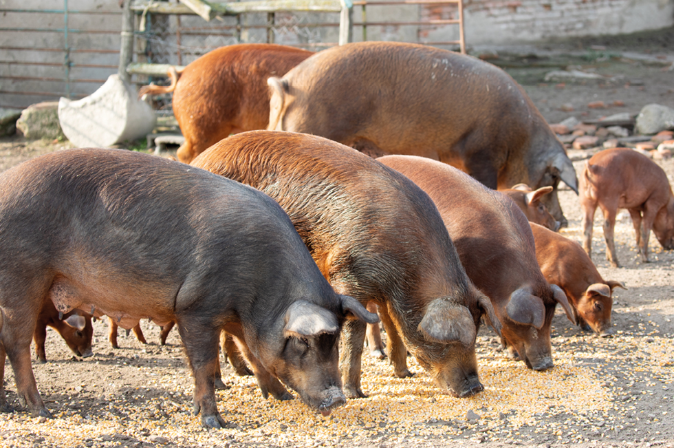 Iberian pigs grazing in a farm in the countryside of Extremadura