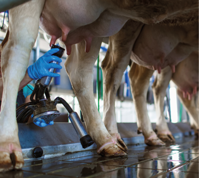 cow udder closeup with milking machine, cow farm