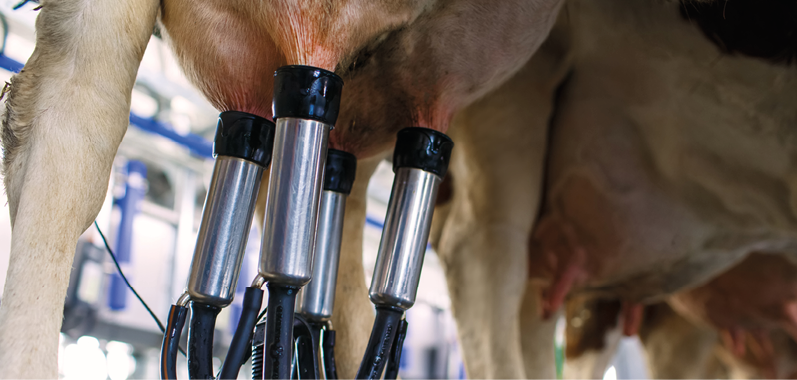 cow udder closeup with milking machine, cow farm