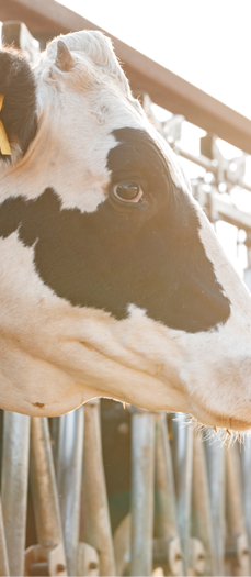 Adult cows standing in a stall on a farm close up