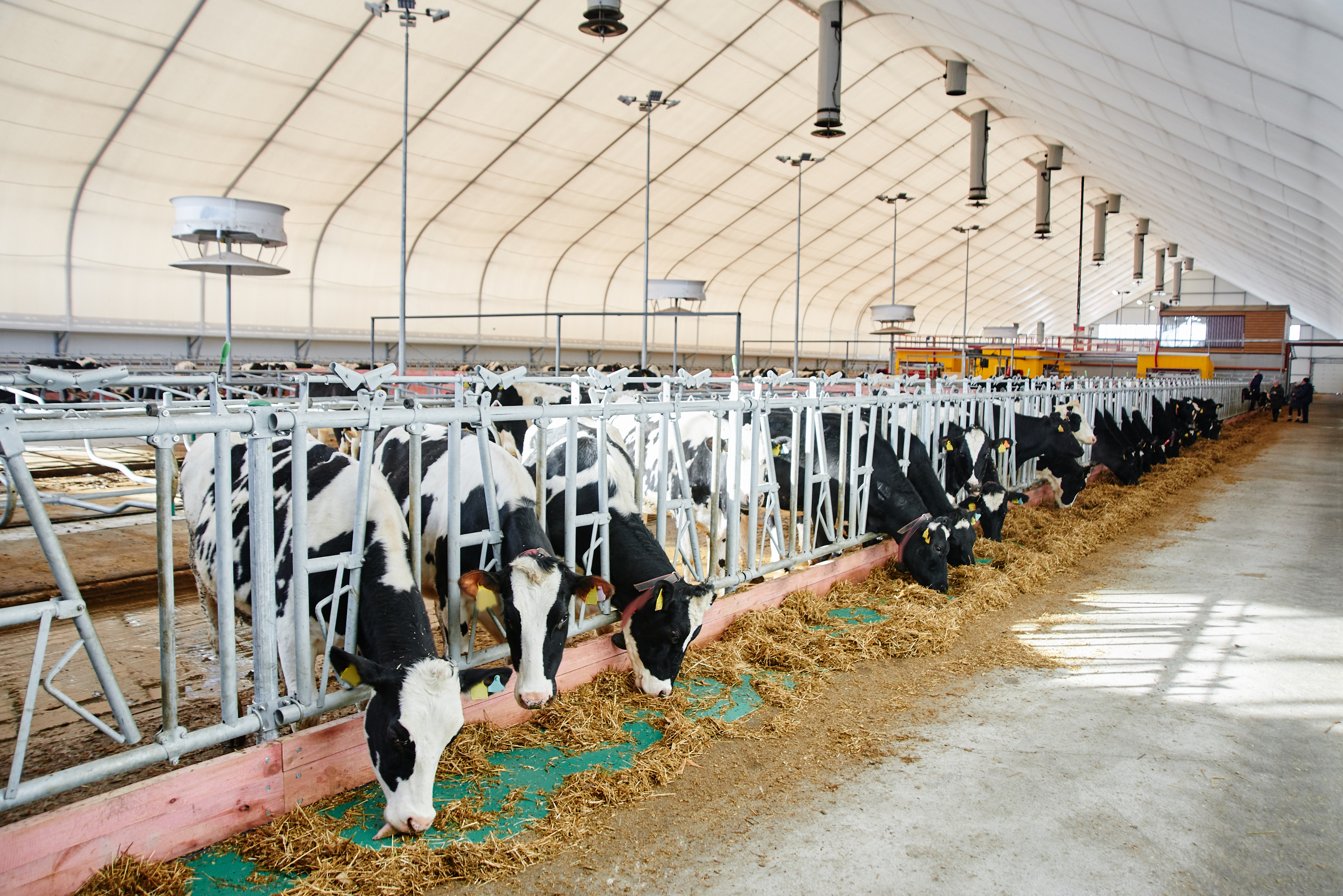 Cow Milk Industrial Automated Farm. Cows in the paddock with tags on the ears eat hay and rest