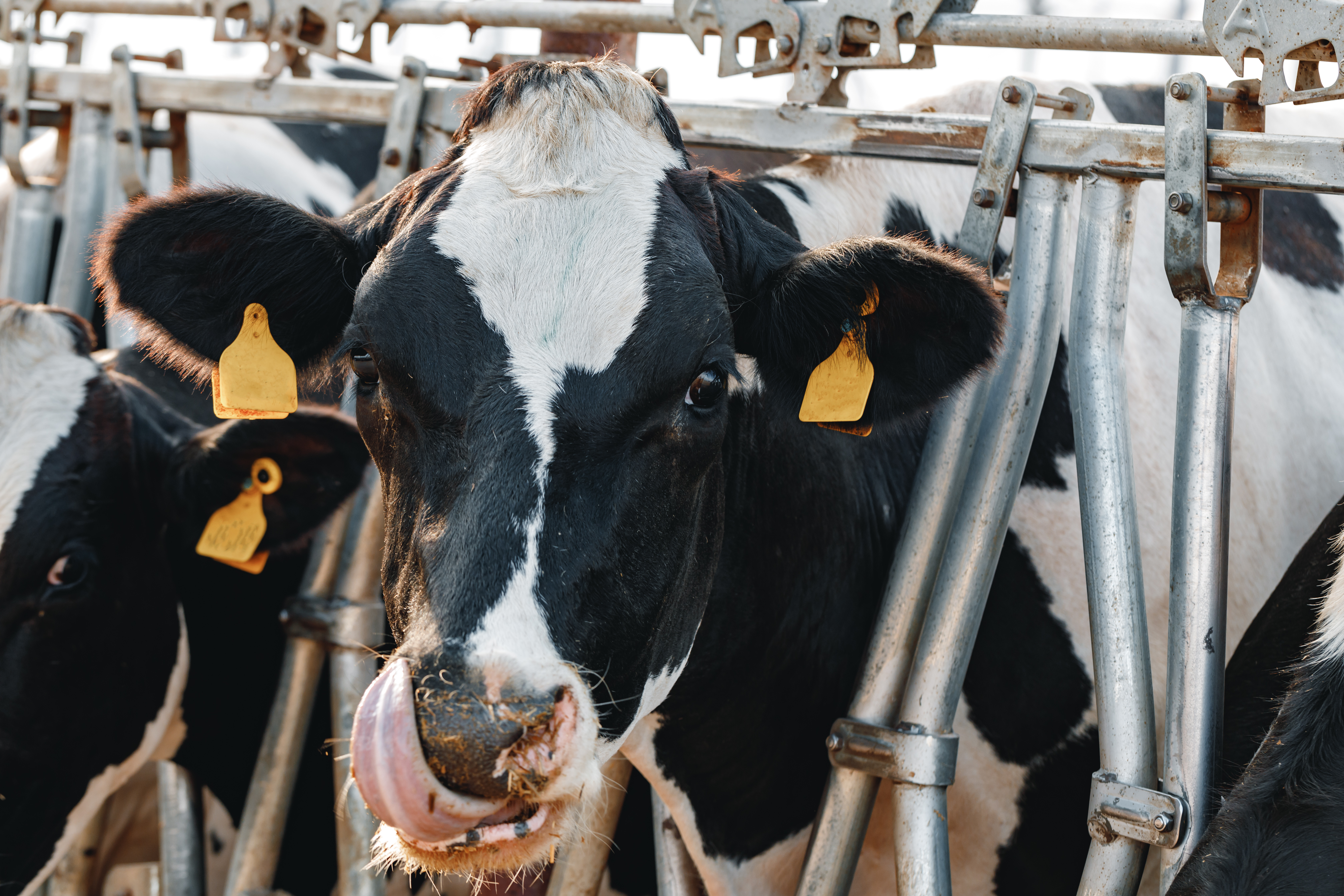 Black and white spotty cows on a farm stall