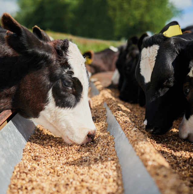 Shot of a herd of hungry dairy cows eating feed together outside on a farm.