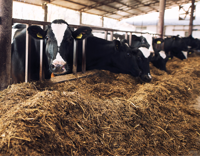 Funny curious cow looking at the camera while other cows eating hay in background at cattle farm.