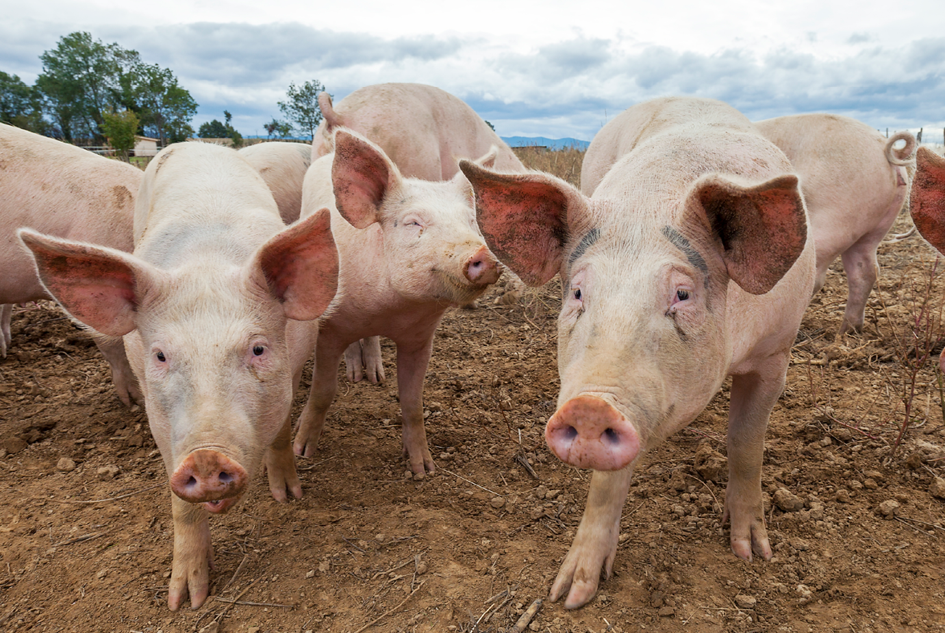 Panoramic view of pigs outdoors in autumn