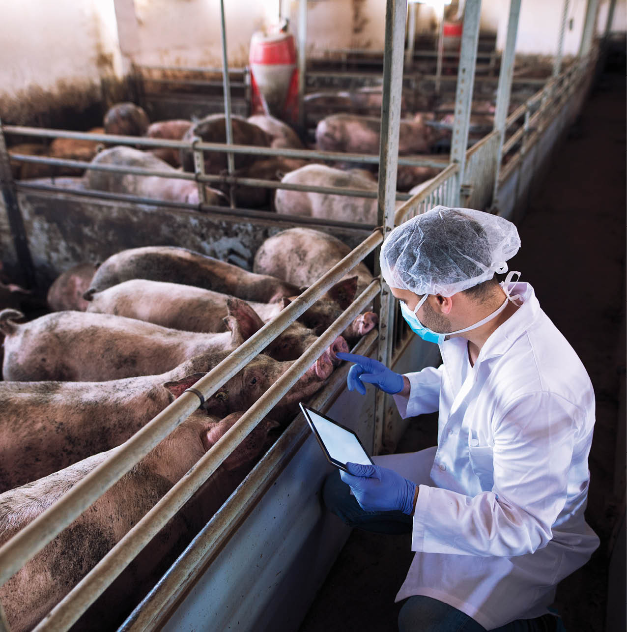 Veterinarian doctor with tablet examining pigs at pig farm.