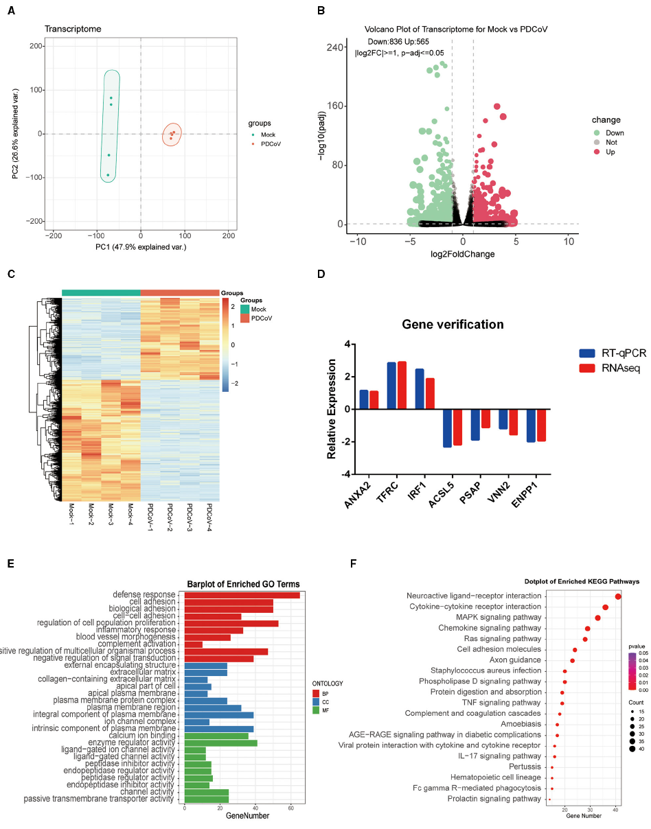 Wang G, Cao Y, Xu C, Zhang S, Huang Y, Zhang S and Bao W (2024) Comprehensive transcriptomic and metabolomic analysis of porcine intestinal epithelial cells after PDCoV infection. Front. Vet. Sci. 11:1359547. doi: 10.3389/fvets.2024.1359547