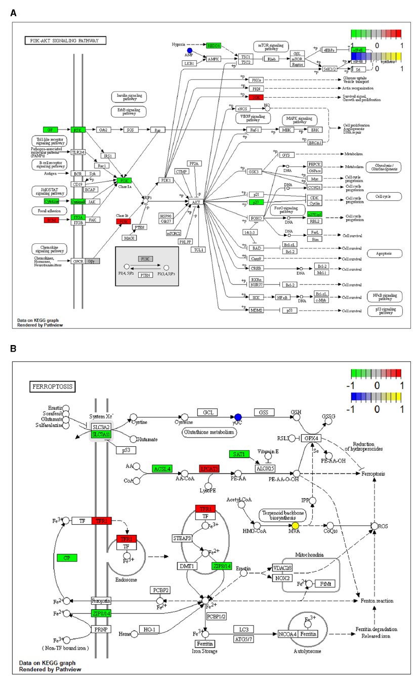 Wang G, Cao Y, Xu C, Zhang S, Huang Y, Zhang S and Bao W (2024) Comprehensive transcriptomic and metabolomic analysis of porcine intestinal epithelial cells after PDCoV infection. Front. Vet. Sci. 11:1359547. doi: 10.3389/fvets.2024.1359547