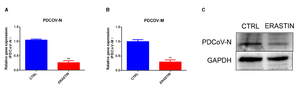 Wang G, Cao Y, Xu C, Zhang S, Huang Y, Zhang S and Bao W (2024) Comprehensive transcriptomic and metabolomic analysis of porcine intestinal epithelial cells after PDCoV infection. Front. Vet. Sci. 11:1359547. doi: 10.3389/fvets.2024.1359547