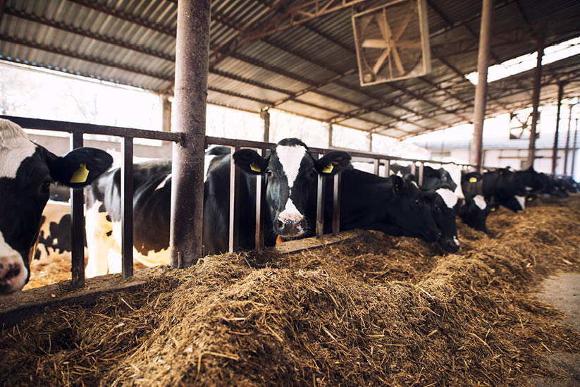Funny curious cow looking at the camera while other cows eating hay in background at cattle farm.