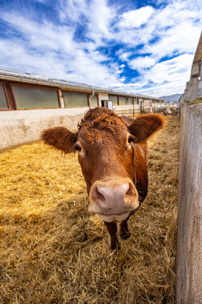 Agricultural and livestock concept. Limousin cattle