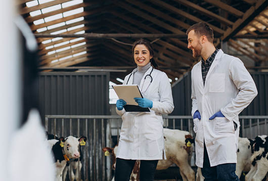 Veterinary at the farm walking in cowshed checking the cows