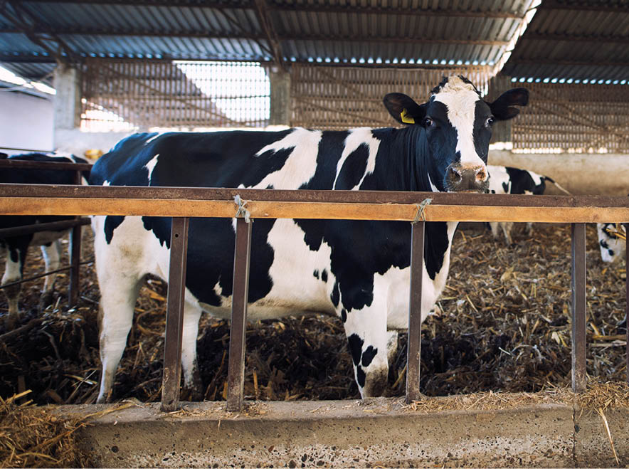 Domestic animals eating hay at cattle farm.