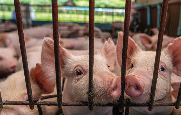 Young pigs in hog farms, Pig industry