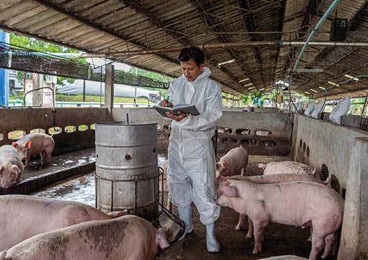 Asian veterinarian working and checking the pig in hog farms, animal and pigs farm industry