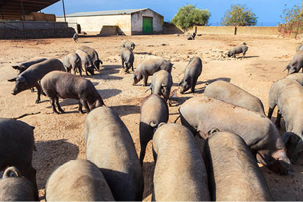 Adult Iberian pigs going out from the farm to graze