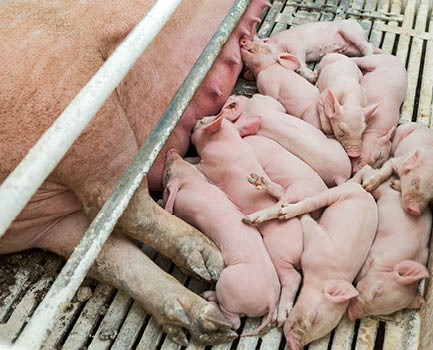 Pink pigs on the farm. Swine at the farm. Meat industry. Pig farming to meet the growing demand for meat.
