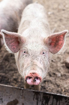 Pink pigs on the farm. Swine at the farm. Meat industry. Pig farming to meet the growing demand for meat. 