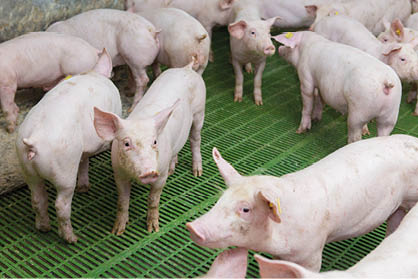 Pink pigs on the farm. Swine at the farm. Meat industry. Pig farming to meet the growing demand for meat.