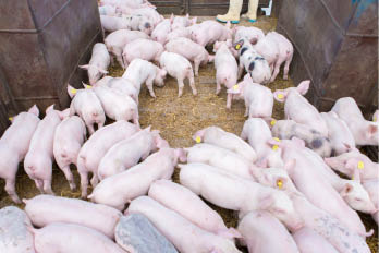 Pink pigs on the farm. Swine at the farm. Meat industry. Pig farming to meet the growing demand for meat.