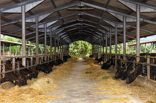Breeding of Bufale Campane in southern Italy used for the production of milk for mozzarella.