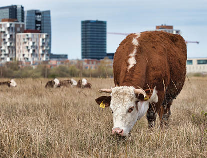 A brown cow grazing in the field during the daytime