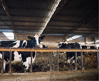 Domestic animals eating hay at cattle farm.