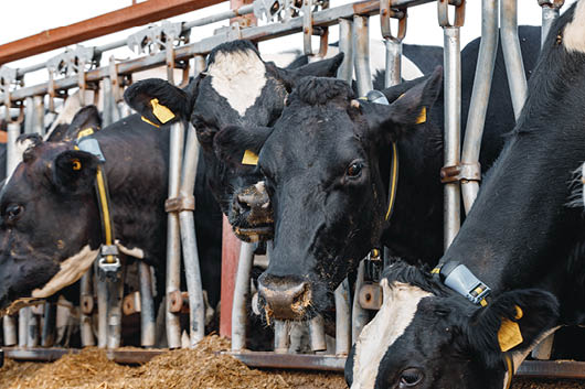 Black and white spotty cows on a farm stall