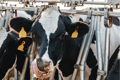Black and white spotty cows on a farm stall