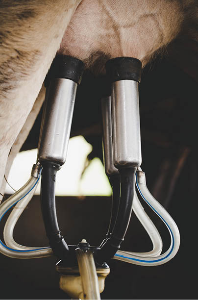 Cow milking facility and mechanized milking equipment 