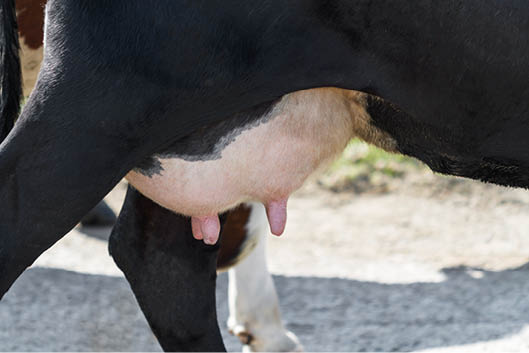 The udders of a black cow