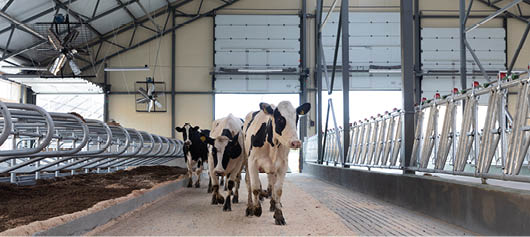 high-yielding dairy cows move in for the first time on a new modern cow farm.
