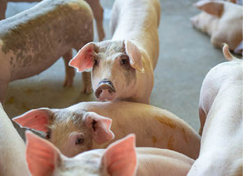 Group of pig that looks healthy in local ASEAN swine farm at livestock. The concept of standardized and clean farming without local diseases or conditions that affect piglet growth or fecundity