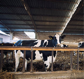 Domestic animals eating hay at cattle farm.