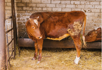 A red-brown cow stands in a stall and eats hay. Dairy farm of the livestock industry. Farming. Domestic cattle.
