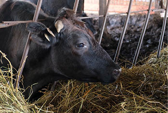 Cow eating grass on Milk farm, in cowshed. Cow Feeding on dairy farm. Close up of Head with horns. Livestock, Agriculture industry. Modern farm barn with milking cows eating hay.